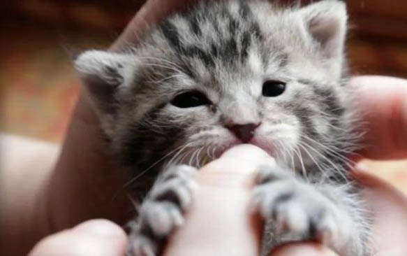 8个月小猫怀孕了怎么办