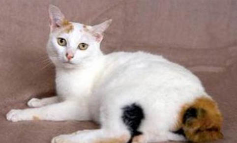 日本短尾猫睡觉卷成一团的原因及处理方法
