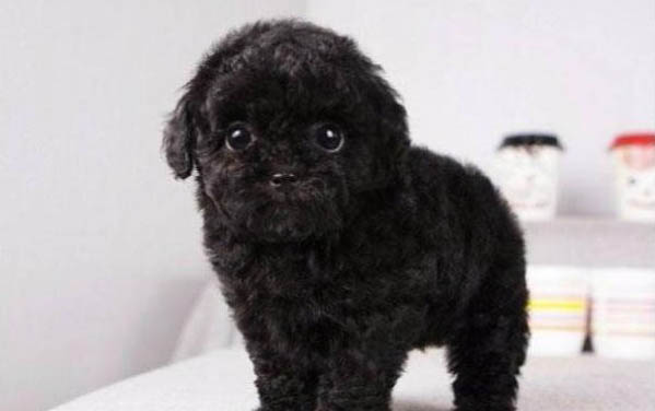 纯种黑色泰迪犬多少钱一只