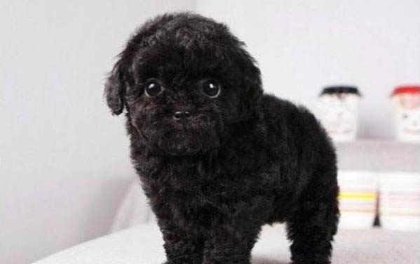 泰迪可以和什么犬一起养