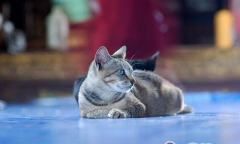 欧洲缅甸猫为何吃不胖？如何处理以及注意事项？