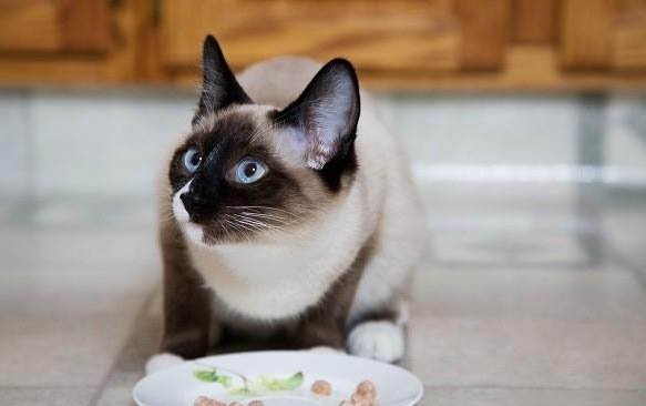 猫突然不爱喝水