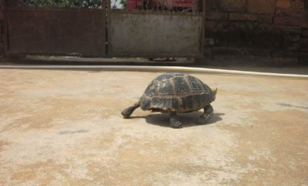 缅甸陆龟的饲养方法