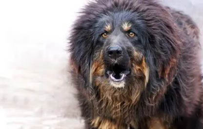 哪里有藏獒幼犬出售