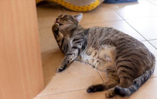 猫咪的耳螨和其他猫要隔离多久