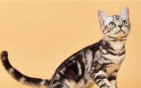 英国短毛猫有哪些品种