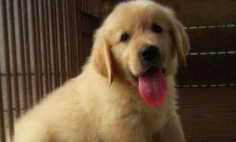 金毛犬会不会咬人
