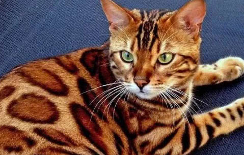 豹猫可以作为家养吗?