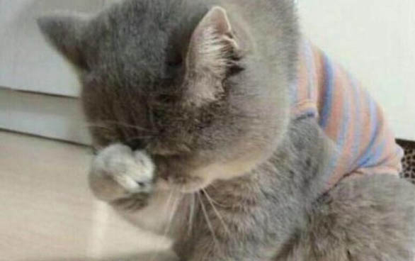 猫咪发出委屈叫声的原因