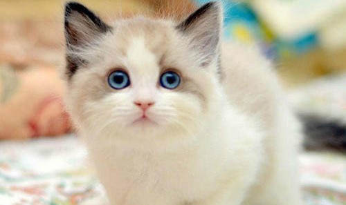 女孩子养猫注意事项有哪些