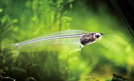 玻璃拉拉鱼能活多久