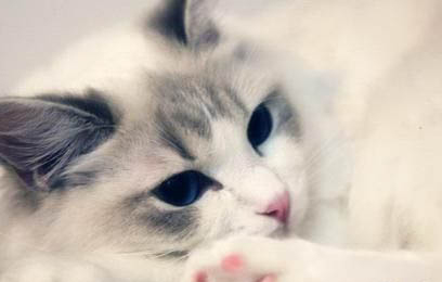 猫咪耳螨多了会不会死