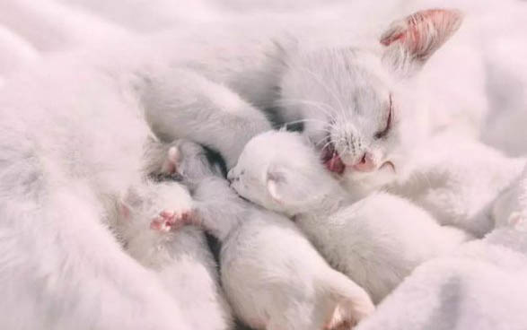 小猫得了猫口炎能自愈吗