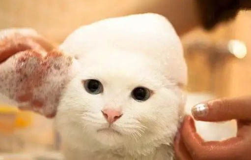 怎么知道猫咪有没有发烧