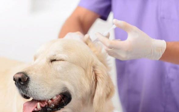 一个月的小狗有狂犬病的可能性大吗