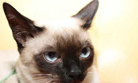 猫咪生产过程中睡觉正常吗