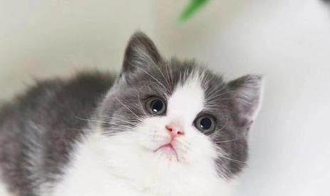 猫咪吃了打虫药后需要注意什么