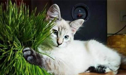 猫呼哧呼哧的好像要吐
