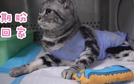 猫咪老是要叫是怎么回事