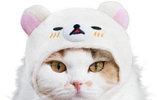 什么猫适合新手养拍照片好看