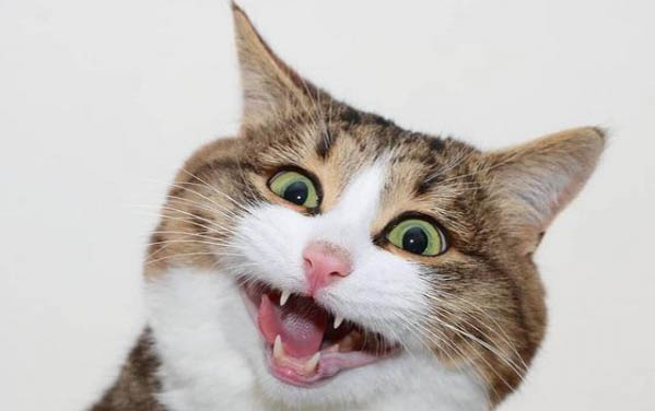 猫咪有哪些品种及名称 从猫毛的长短来归类