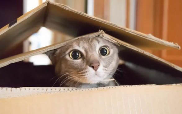 猫可以进行近亲繁殖么