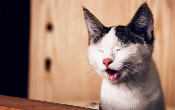 请问猫咪呕吐的原因及处理方法?