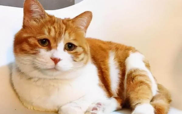 两个月的小猫需要笼养吗？