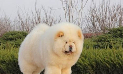 松狮犬可以吃人类的什么食物