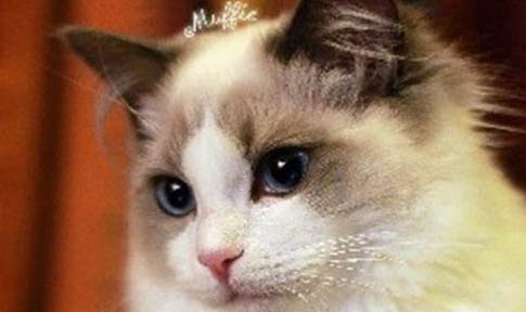布偶猫拉稀了怎么办呢