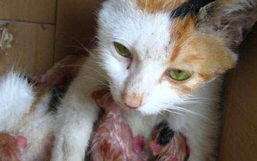 猫咪胰腺炎和猫咪胃炎的区别