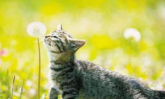 刚出生的猫咪几天睁眼睛