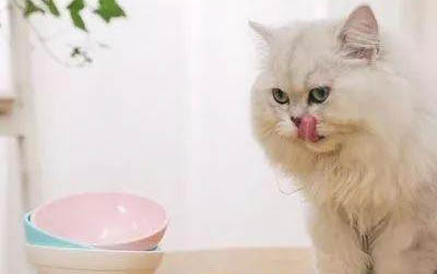 小猫出生多久可以吃猫粮