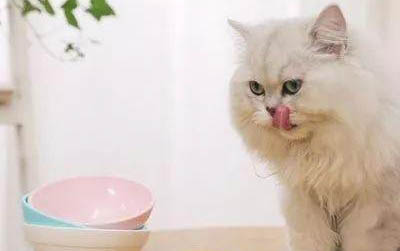 小猫可以吃鸡蛋吗?