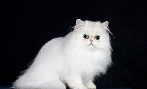 真正的波斯猫眼睛是什么颜色