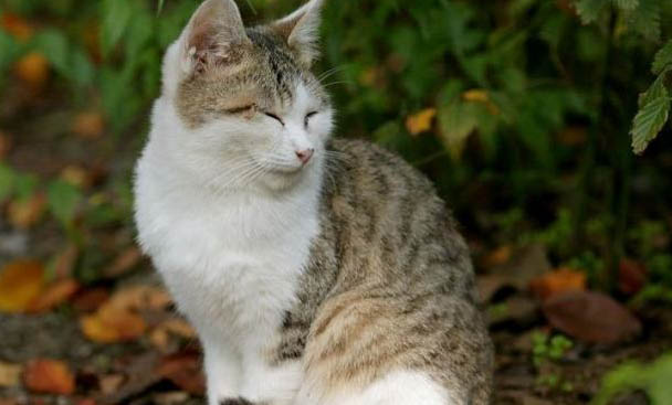 猫咪好几天不拉屎了怎么办呀