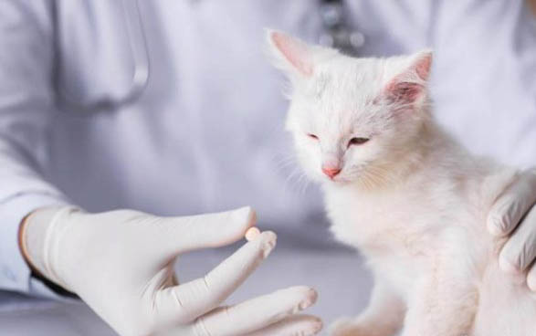 被没打疫苗的小猫抓伤