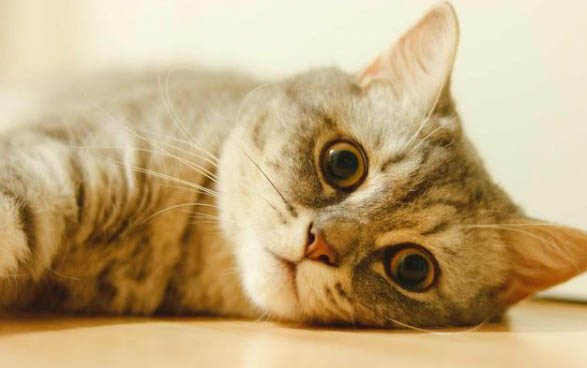 一个月小猫多久尿一次正常