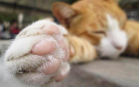 猫咪拆线之后多久取圈