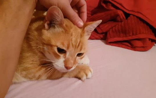 猫咪打疫苗后需要注意的事项