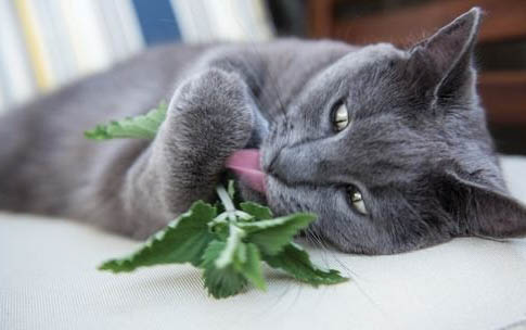 彼得秃猫在感官上有什么特点