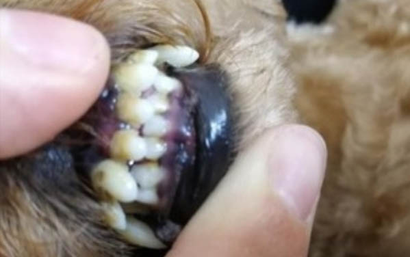 狗吃塑料袋多久拉出来