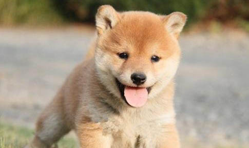 柴犬好养吗有哪些注意事项