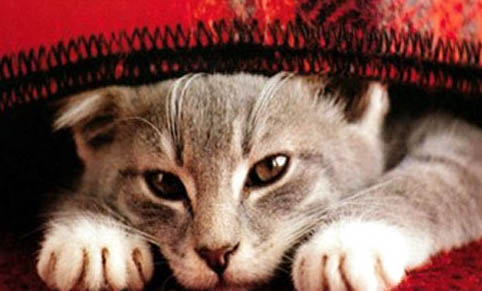 如何避免猫咪应激?