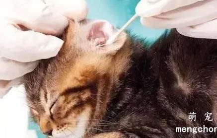 猫疫苗打完可以洗澡吗？