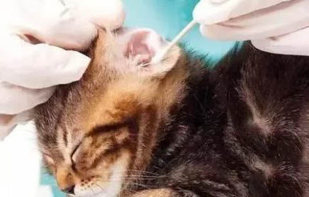 猫咪一切正常就是饭量减少了是咋回事