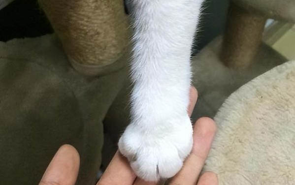 猫能不能吃粽子吗