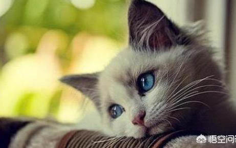猫咪会流泪吗？