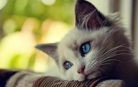 猫咪喜欢蹭人是什么意思?