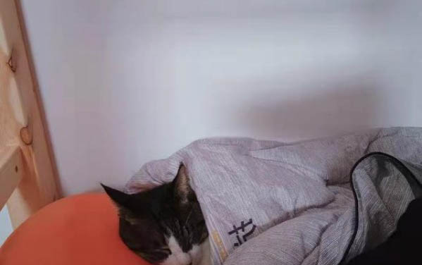 猫咪不吃东西不喝水又吐黄水是怎么回事